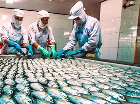 صادرات ماهی هوور